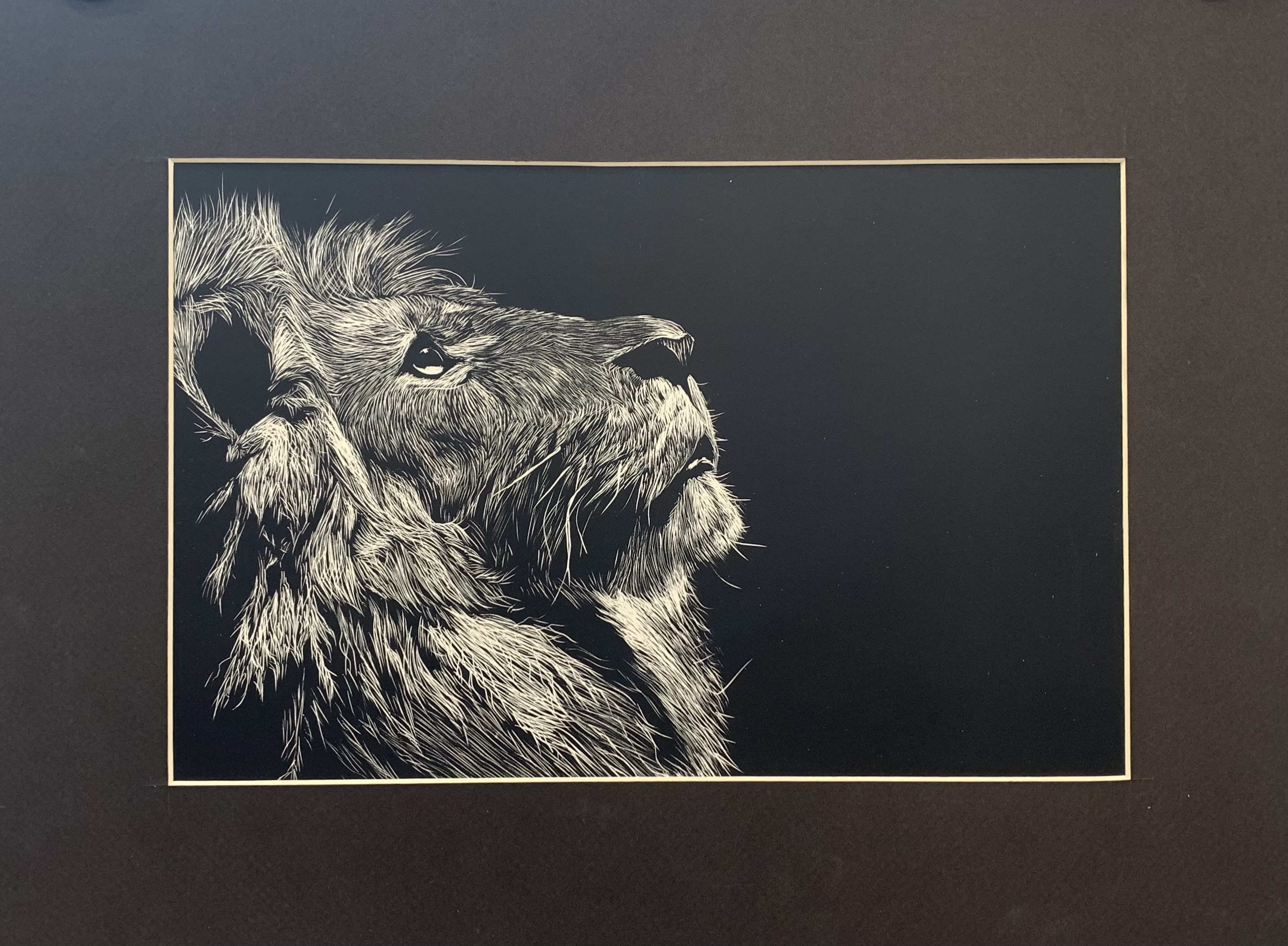 scratchboard of a lion
